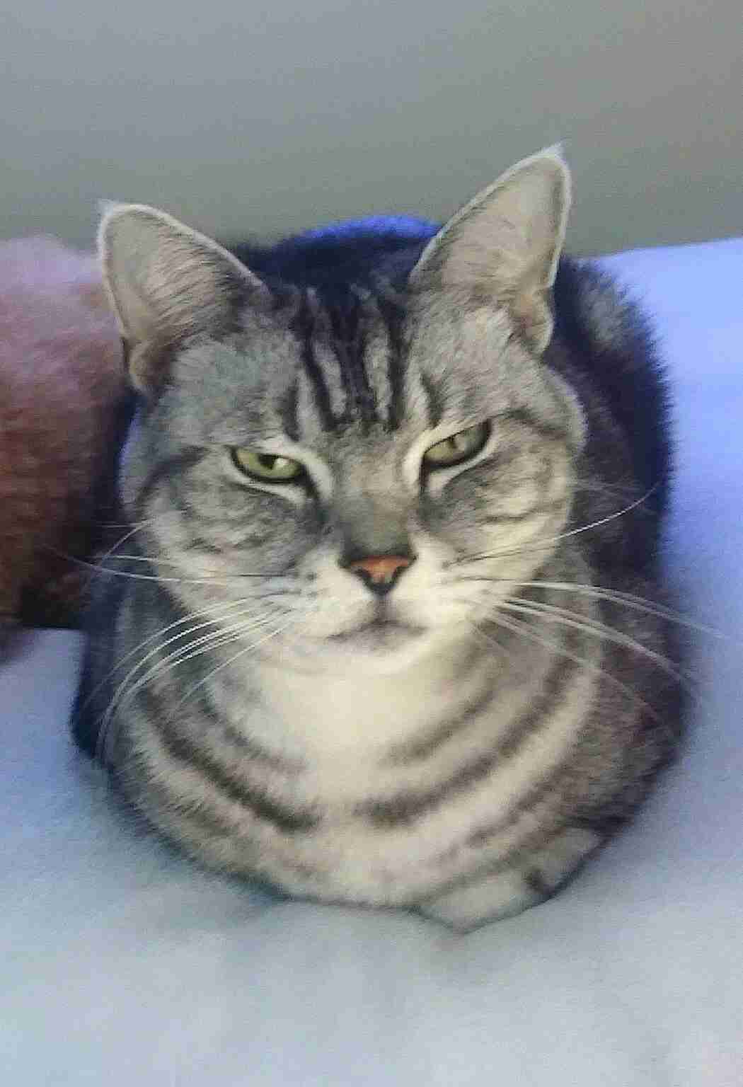 人間以外のイケメンを貼るトピ