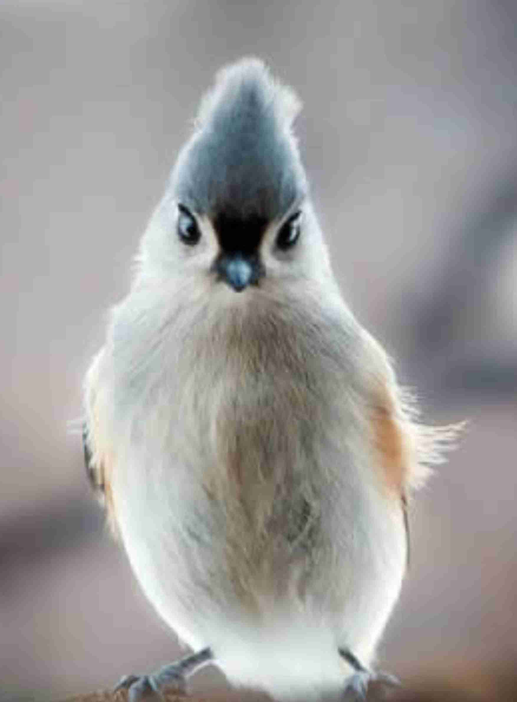 人間以外のイケメンを貼るトピ