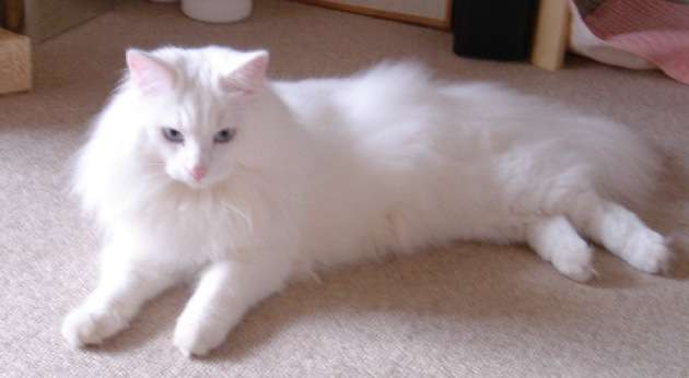 人間以外のイケメンを貼るトピ