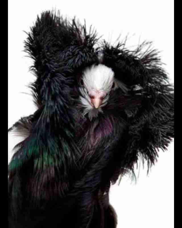 人間以外のイケメンを貼るトピ