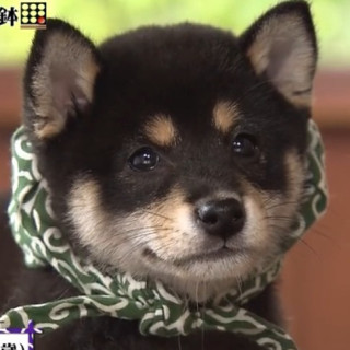 人間以外のイケメンを貼るトピ