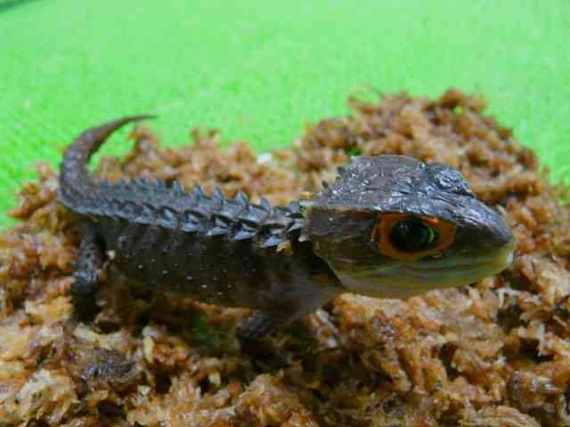 人間以外のイケメンを貼るトピ