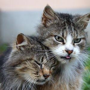 人間以外のイケメンを貼るトピ