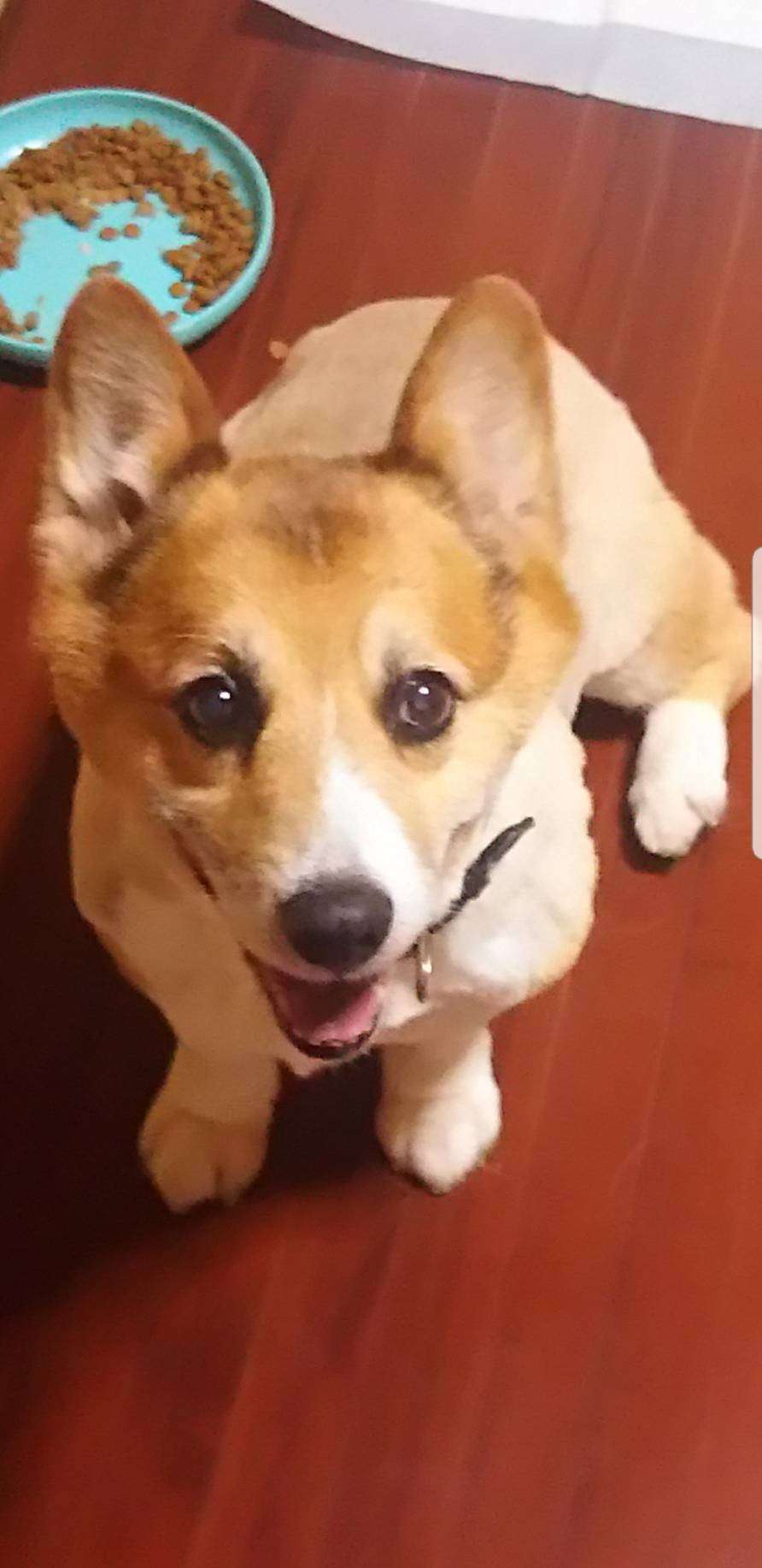 人間以外のイケメンを貼るトピ