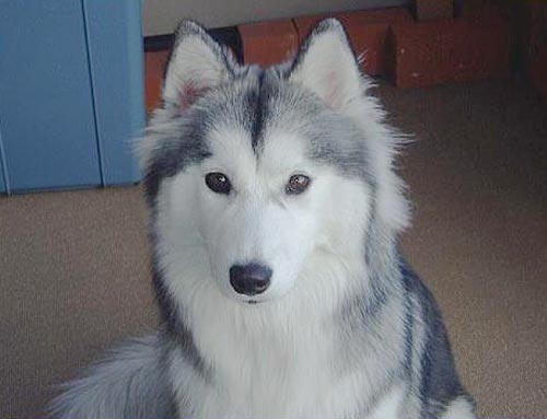 人間以外のイケメンを貼るトピ