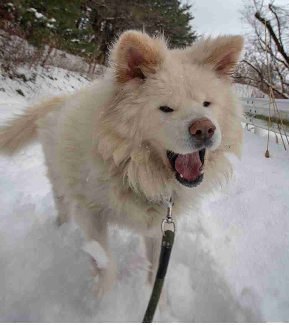 人間以外のイケメンを貼るトピ