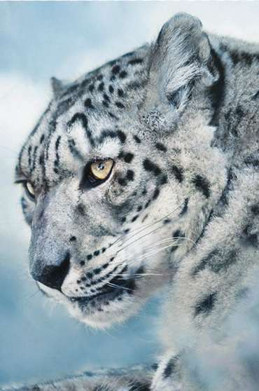 人間以外のイケメンを貼るトピ