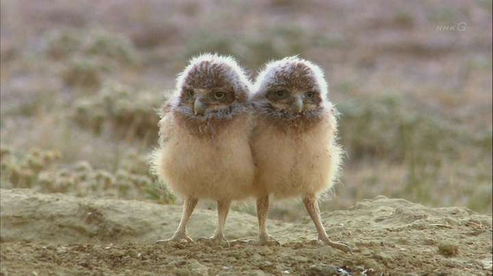 人間以外のイケメンを貼るトピ