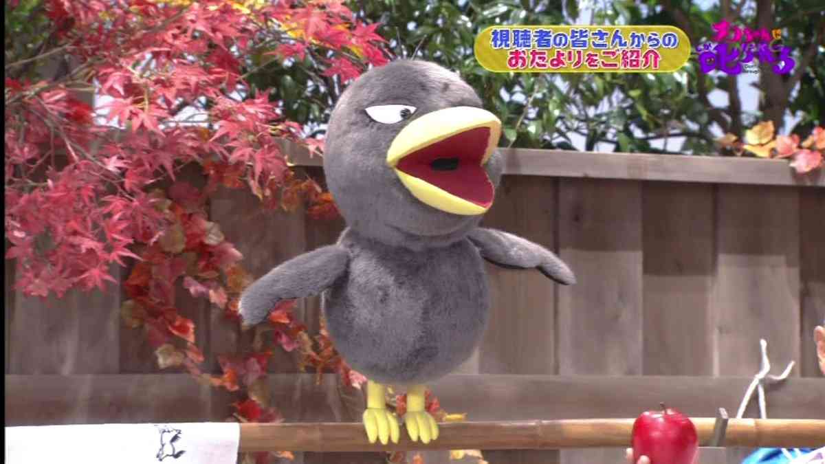 「チコちゃんに叱られる」週間視聴率の娯楽部門で初首位に！笑点、イッテＱ超えた！再放送枠で珍快挙