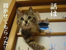 【笑いのツボが浅い人歓迎】ちょっとでもフフッ‥ってなったらプラスを押すトピ【画像・gif】