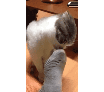 【笑いのツボが浅い人歓迎】ちょっとでもフフッ‥ってなったらプラスを押すトピ【画像・gif】