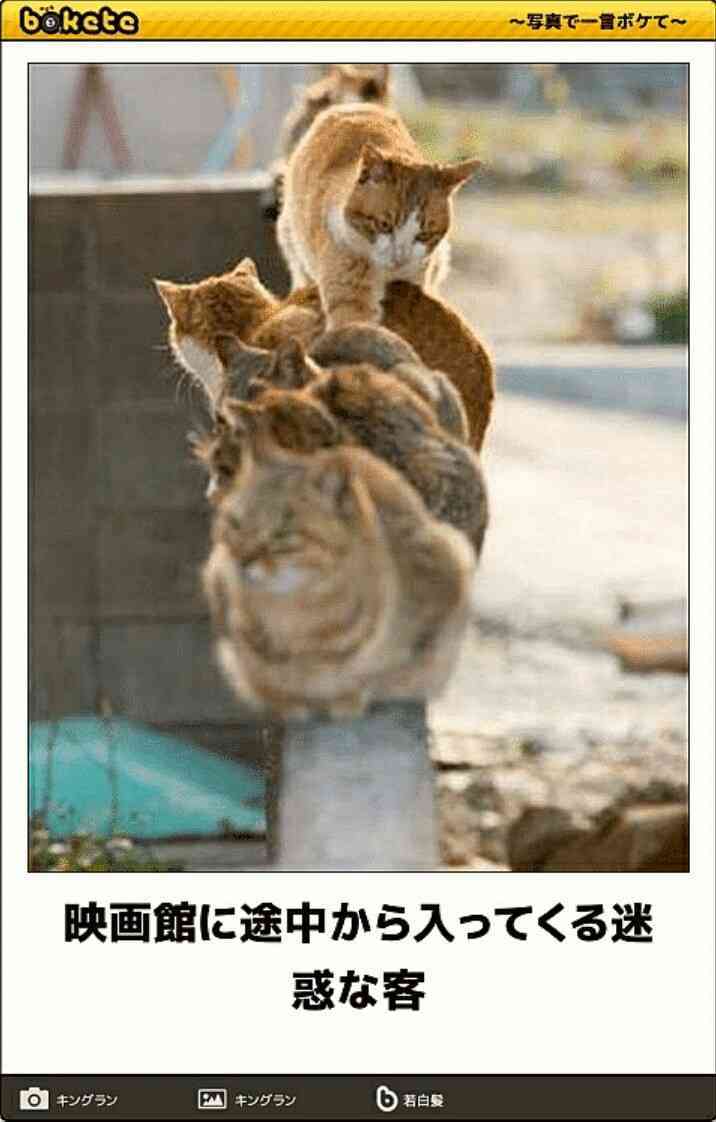 【笑いのツボが浅い人歓迎】ちょっとでもフフッ‥ってなったらプラスを押すトピ【画像・gif】