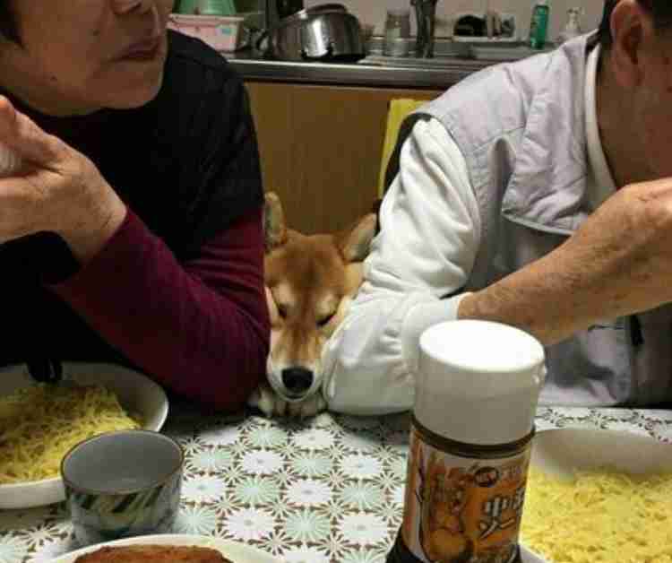 【笑いのツボが浅い人歓迎】ちょっとでもフフッ‥ってなったらプラスを押すトピ【画像・gif】