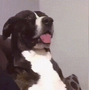 【笑いのツボが浅い人歓迎】ちょっとでもフフッ‥ってなったらプラスを押すトピ【画像・gif】