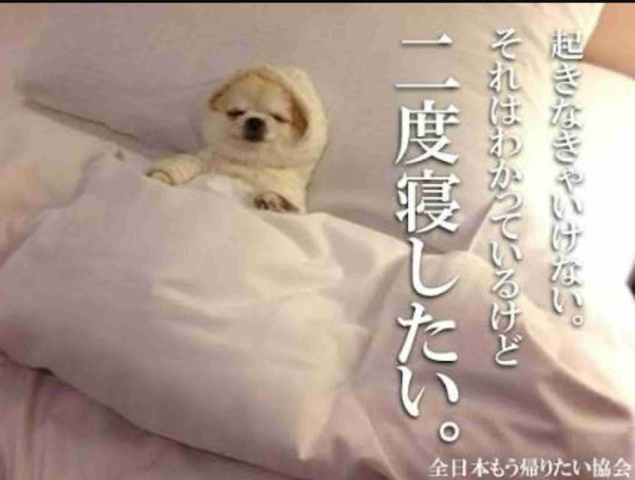 【笑いのツボが浅い人歓迎】ちょっとでもフフッ‥ってなったらプラスを押すトピ【画像・gif】