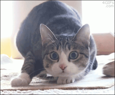 【笑いのツボが浅い人歓迎】ちょっとでもフフッ‥ってなったらプラスを押すトピ【画像・gif】