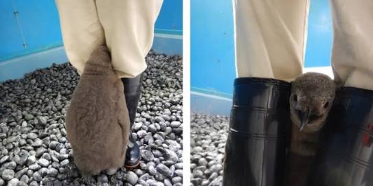 甘えちゃってる画像を貼るトピ