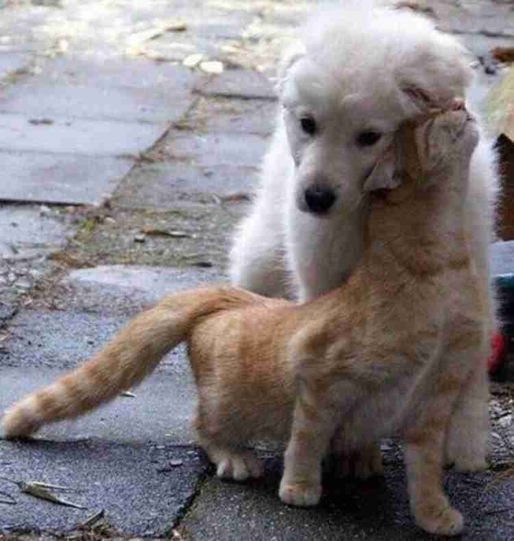 甘えちゃってる画像を貼るトピ