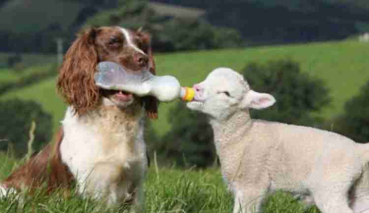 甘えちゃってる画像を貼るトピ