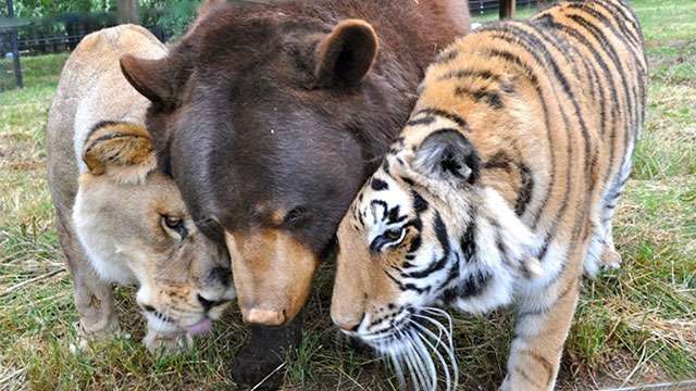 甘えちゃってる画像を貼るトピ