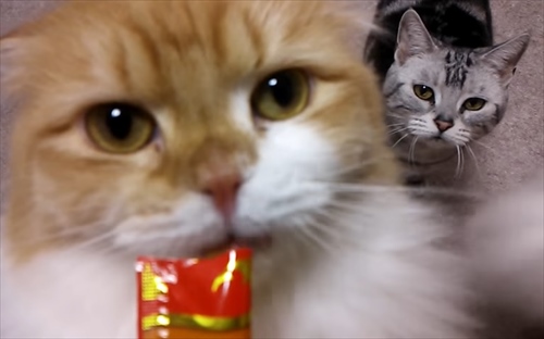 甘えちゃってる画像を貼るトピ