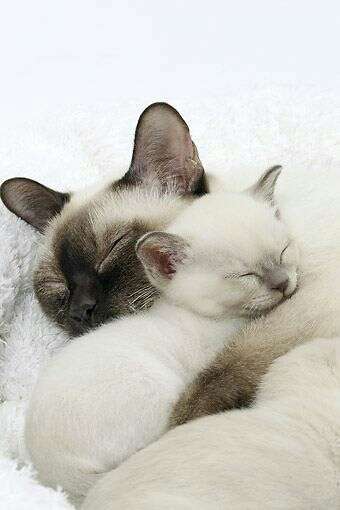 甘えちゃってる画像を貼るトピ