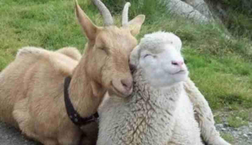 甘えちゃってる画像を貼るトピ