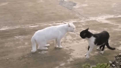 甘えちゃってる画像を貼るトピ