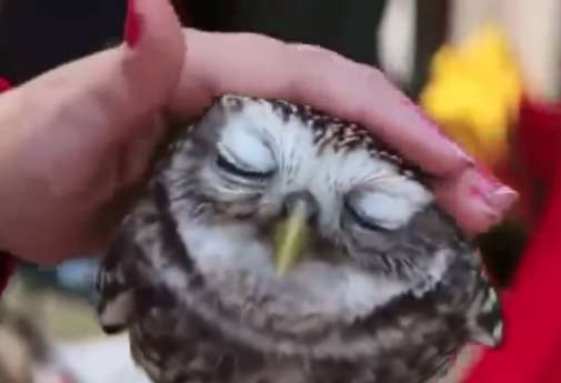 甘えちゃってる画像を貼るトピ