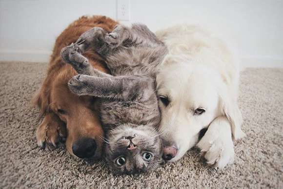 甘えちゃってる画像を貼るトピ