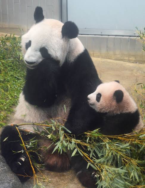 甘えちゃってる画像を貼るトピ