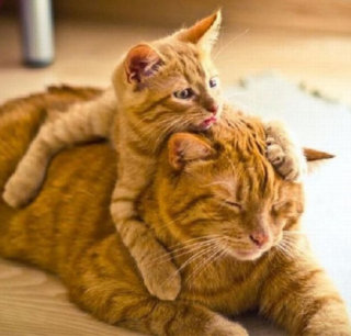 甘えちゃってる画像を貼るトピ