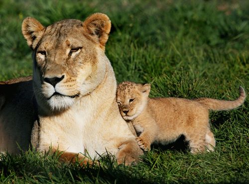 甘えちゃってる画像を貼るトピ