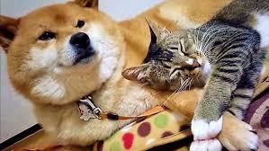 甘えちゃってる画像を貼るトピ