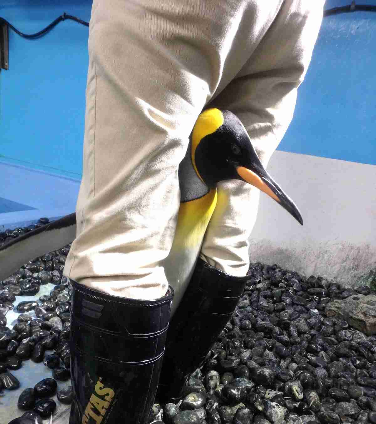 甘えちゃってる画像を貼るトピ