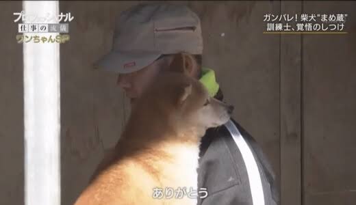 散歩嫌いの犬