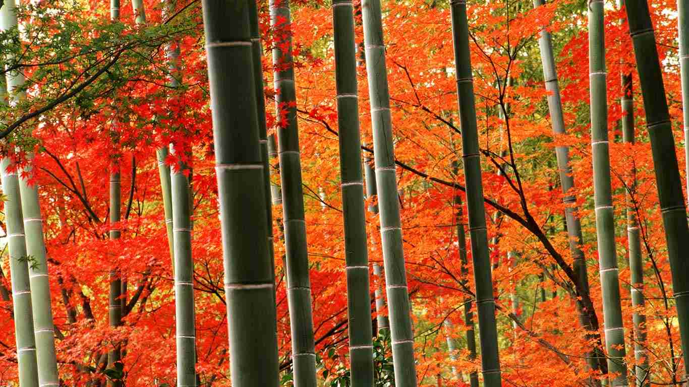 美しい日本の画像を貼っていくトピ