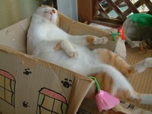 だらしない人間が持ってはいけない道具