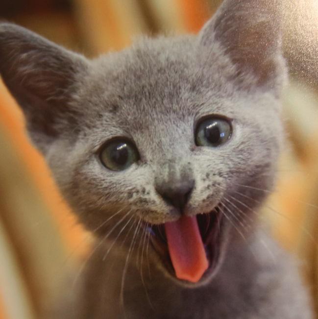 猫の体内から鉛の弾のようなもの、公園で相次ぐ「血だらけになって…」