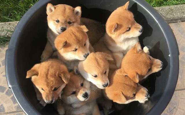 ガルちゃんで画像(サイト)を貼り付ける方法&練習Part20
