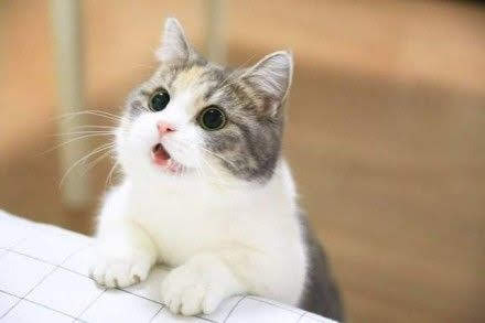 ガルちゃんで画像(サイト)を貼り付ける方法&練習Part20