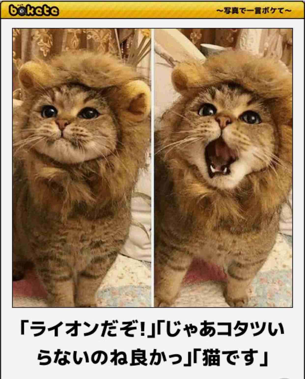 ガルちゃんで画像(サイト)を貼り付ける方法&練習Part20