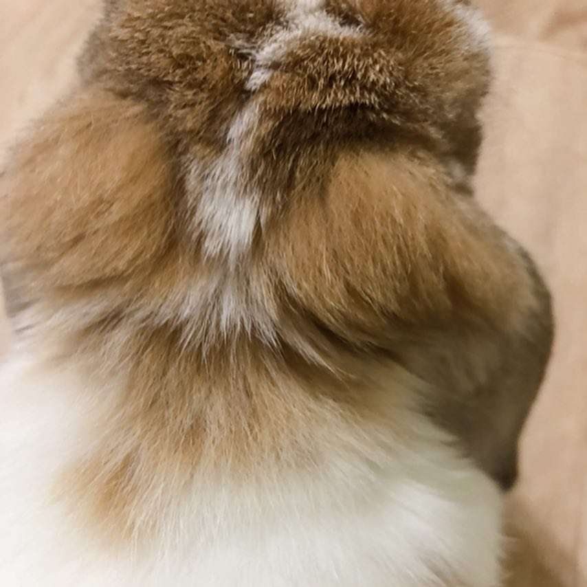 動物の後頭部が集まるトピ