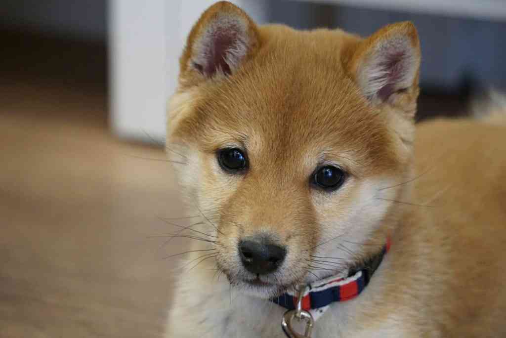 全員部活が強制です！ネタ🆗