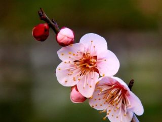 古風な名前嫌な人！