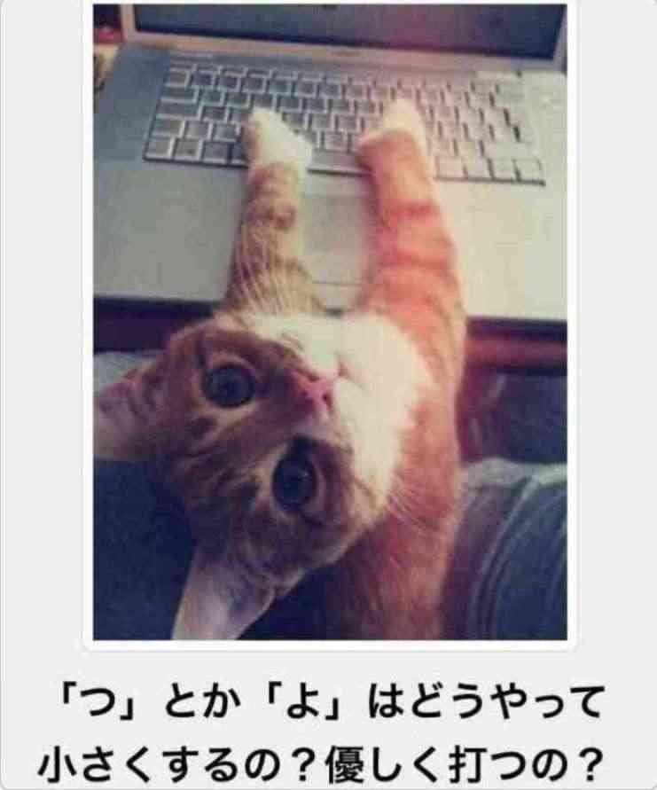 ネコ科の画像貼って癒されましょう！