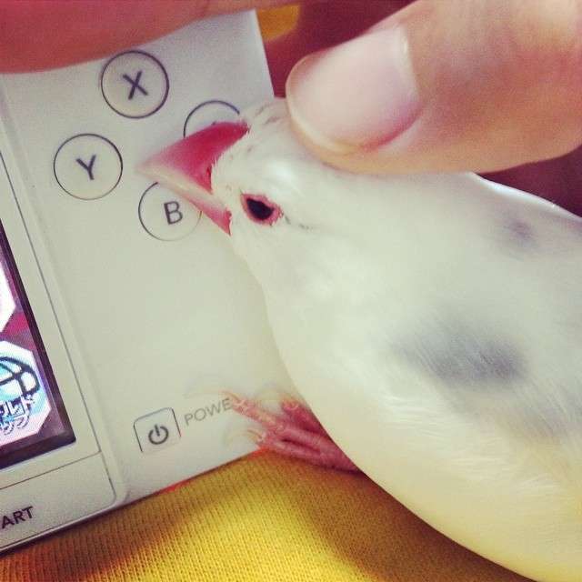［動物］許せる構ってちゃんの画像トピ