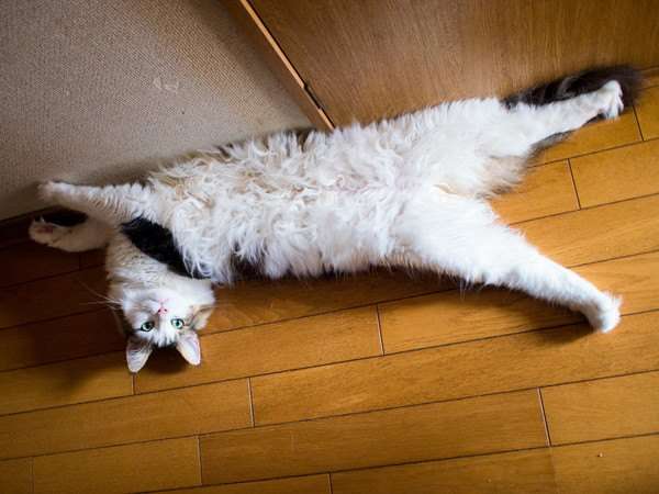 ［動物］許せる構ってちゃんの画像トピ