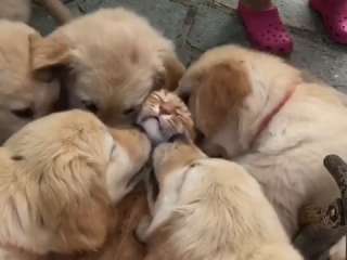 ［動物］許せる構ってちゃんの画像トピ