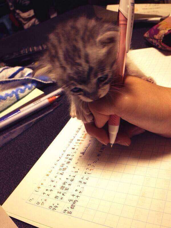 ［動物］許せる構ってちゃんの画像トピ